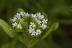 Lewiston cornsalad